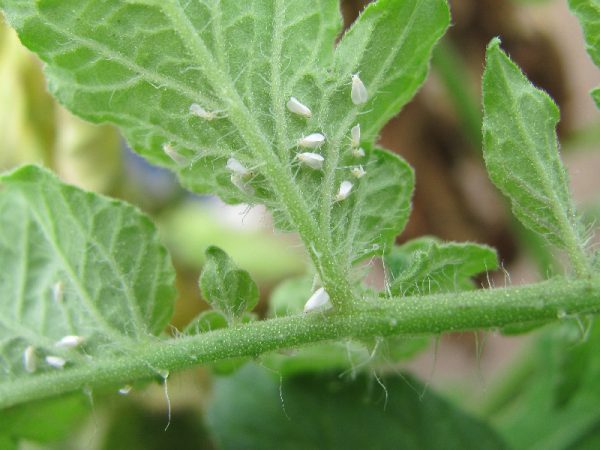 Agricultura aplicará en julio veda a cultivos hospederos de mosca blanca