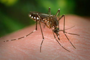 El control del mosquito
