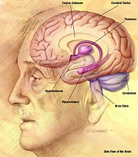 Cerebro humano. 