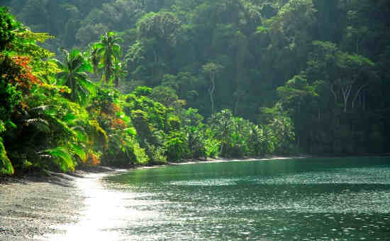 La Península de Osa es considerada una de las zonas más biodiversas del planeta y atrae a miles de turistas al año provenientes de más de 100 países. 