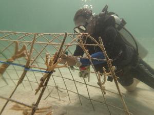 Asociación de Acuáticas del Este de Bávaro invierte en jardinería de corales