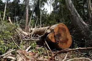 Los árboles milenarios de la Amazonía piden auxilio