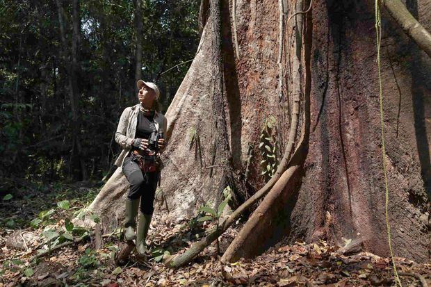 Los árboles milenarios de la Amazonía piden auxilio