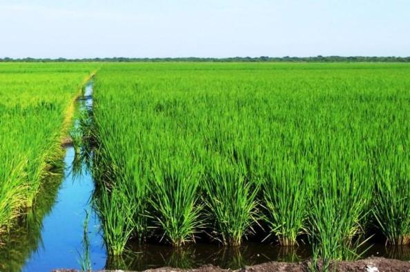 Cultivos de arroz. 