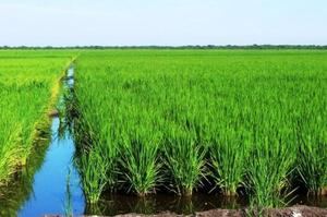 INDRHI restringe el cultivo de arroz en SJM por sequía 
