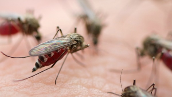 El paludismo o malaria