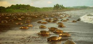 Ambientalistas denuncian que una carretera dañará santuario de tortuga marina