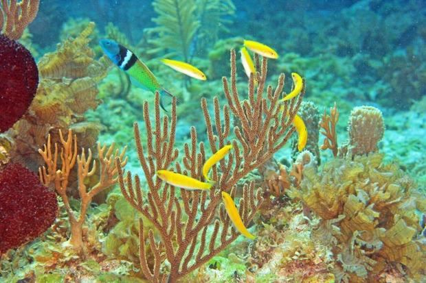 Fotografía cedida por Kevin Bryant kevin de la Universidad de Otago, en Nueva Zelanda, donde aparece un pez macho (i) mientras defiende a un grupo de hembras, en amarillo.