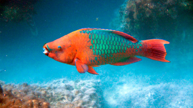 Poder Ejecutivo endurece condiciones de veda para varias especies de peces