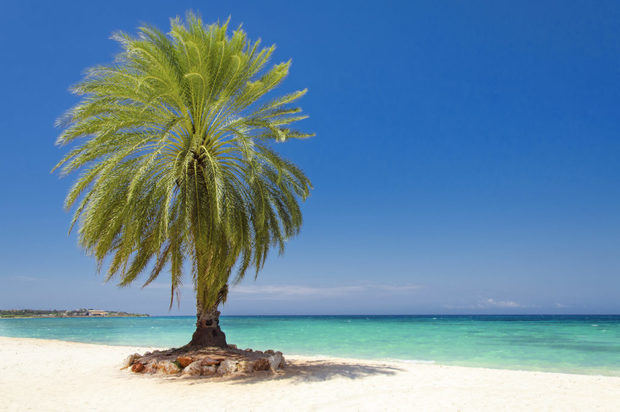 Playa y palmera en Cabo Rojo.