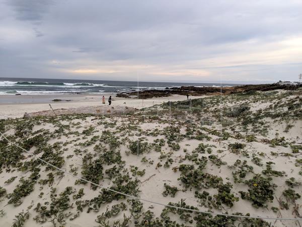 Unas personas juegan en la playa de la Bahía de Monterey (California, EE.UU.) que está ubicada al final de un gran cañón marino, lo que la convierte en una zona con gran variedad de profundidades y con una inmensa diversidad ecológica, características que permiten, entre otras cosas, la llegada de ballenas a puntos muy cercanos a la costa. 