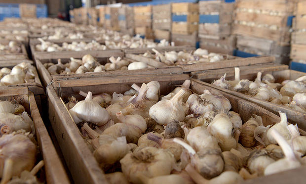 Gobierno entrega RD 60 millones para apoyar producción de ajo en Constanza
 