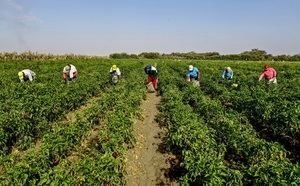 Economía continúa coordinación proyecto capacidades exportadoras para producción agrícola y agroindustrial de RD