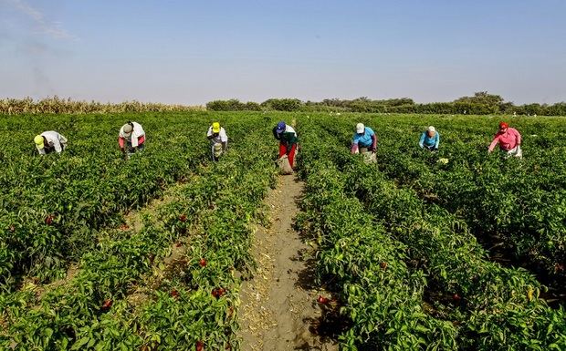Economía continúa coordinación proyecto capacidades exportadoras para producción agrícola y agroindustrial de RD