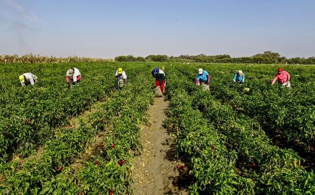 Agroindustria.