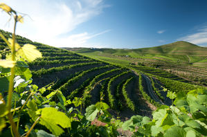 Green Wine Future 2022 se consolida como la conferencia de medioambiental más importante del sector viní­cola