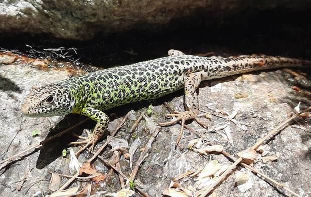 Vejez para peces, anfibios y reptiles por el cambio climático.