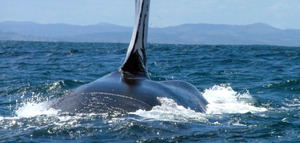 Samaná, hospedaje de reproducción de las ballenas jorobadas.