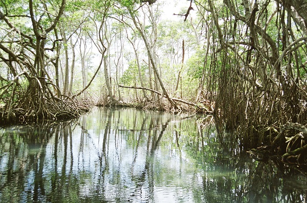 Manglares de Laguna Gri-Gri