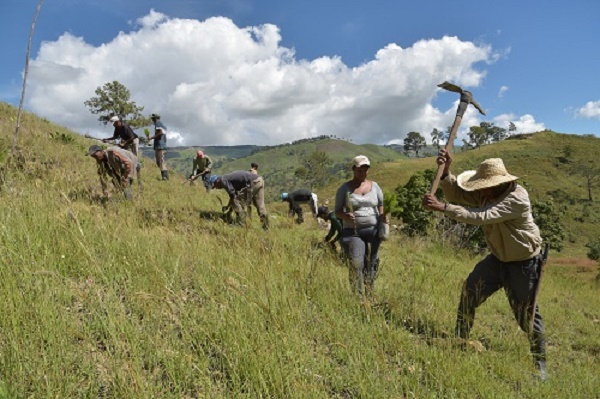 Reforestación de zonas agrícolas