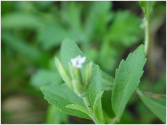 Planta perenne que pertenece a la familia de los girasoles (Asteraceae) y cuyo nombre científico es Stevia rebaudiana.