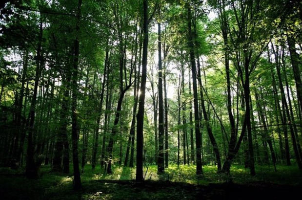 Protección de los bosques.