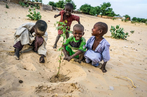 Unos niños plantan acacias en el área de reforestación de Merea, en Chad.