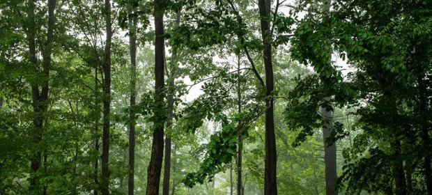 Un bosque del estado de Nueva York después de la lluvia.