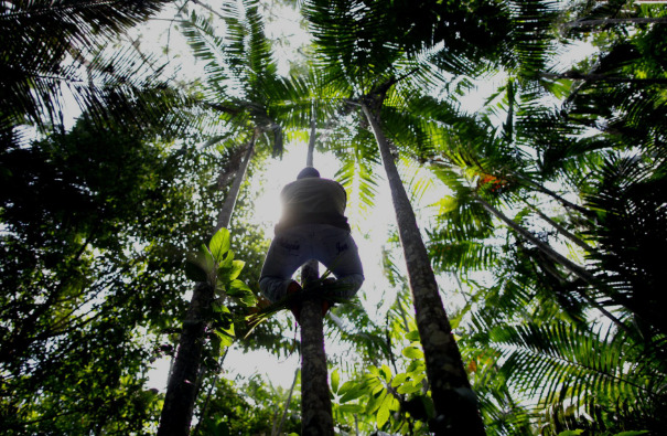 La expansión de las actividades mineras en la cuenca del río Amazonas amenaza a más del 33% de los bosques húmedos tropicales inalterados.