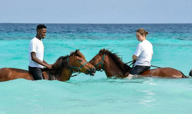 Swin Horse.