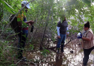 Medio Ambiente investiga las causas de la degradación de zona de manglar en Las Terrenas