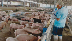 Ganadería valora positivamente el Decreto Número 663-23 y asegura fortalecerá sector porcino nacional
