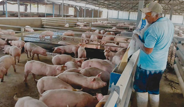Ganadería valora positivamente el Decreto Número 663-23 y asegura fortalecerá sector porcino nacional.