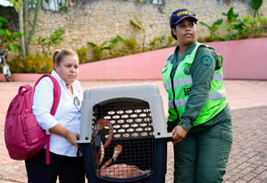 Rescatan siete flamencos de alojamiento turístico en Puerto Plaa que rechazó entregarlos