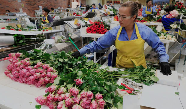 Una mujer trabaja en el empaque de rosas en la hacienda Mongibello en Chía, Cundinamarca (Colombia). 