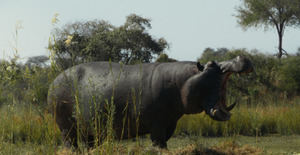 Mexicana "La Cocina" y dominicana "Pepe", a por el Oso de Oro para el cine latinoamericano