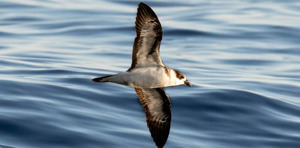 Misión científica a cordillera submarina Beata reporta avistamientos de diversas especies