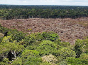 Fotografía de archivo de árboles talados en la selva de la Amazonía (Brasil).