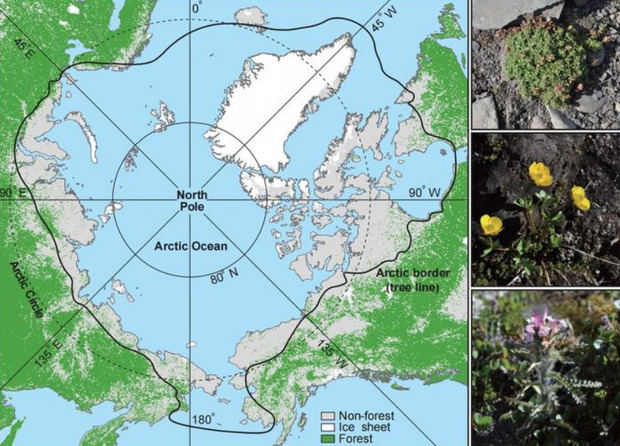 Mapa geográfico del Ártico y plantas representativas.
