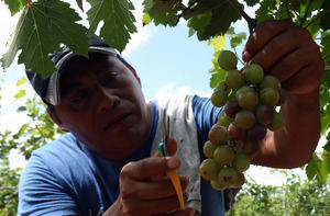 Un innovador viñedo lleva el turismo enológico al Caribe mexicano