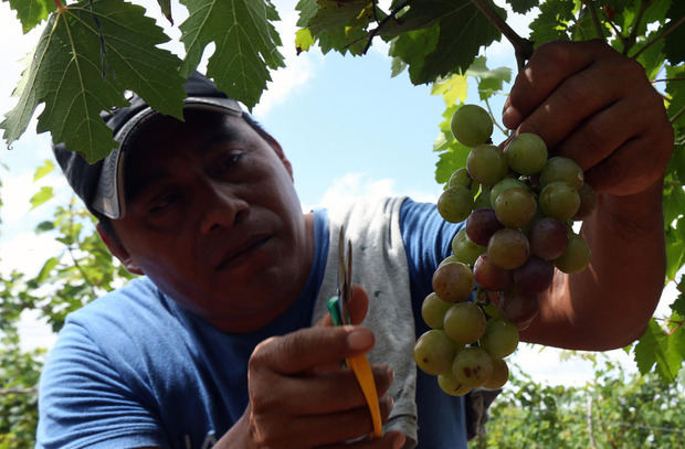 Un innovador viñedo lleva el turismo enológico al Caribe mexicano.