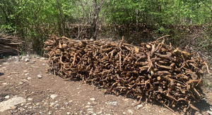 Proedemaren incauta árboles de guaconejo en Pedernales