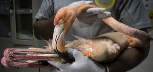 Medio Ambiente informa del rescate de 17 flamencos del Caribe