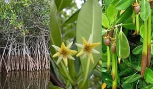 El mangle rojo de humedal en Las Terrenas no fue afectado por herbicidas