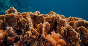 Las esponjas marinas sugieren que el calentamiento global habría superado el límite del 1,5º