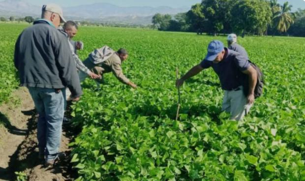 Agricultura regulará la siembra de habichuelas en San Juan tras aparición de insectos