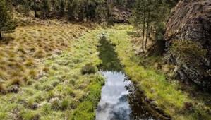 Ministerio de Medio Ambiente inicia el retiro de animales de crianza de la zona norte del Parque Nacional Valle Nuevo