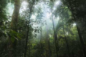 22 de junio, Día Internacional de los Bosques Tropicales
