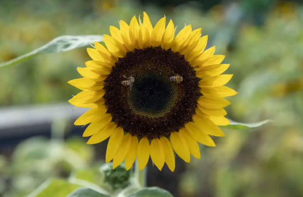 Un girasol en Catarina municipio de Masaya (Nicaragua).