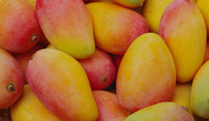 República Dominicana proyecta exportaciones de mangos por 50 millones de dólares en 2024